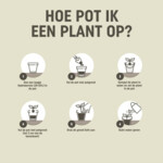 Pokon Hydrokorrels - 11.45 euro