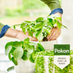 Pokon Bio Groene Planten Voeding - 4.15 euro