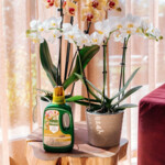 Pokon Bio Orchidee Voeding - 5.59 euro