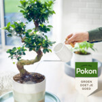 Pokon Bio Bonsai Voeding - 5.59 euro