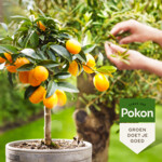 Pokon Bio Mediterrane Planten Voeding - 7.12 euro