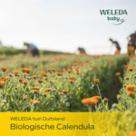 WELEDA Baby Calendula Shampoo & Douchecreme - 14.39 euro