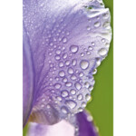 WELEDA Hydraterende Dagcreme Iris - 15.29 euro