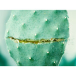 WELEDA Hydraterende Gezichtscreme Cactus & Aloe Vera - 12.49 euro