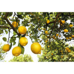 WELEDA Citrus Hand- en Nagelcrème - 6.79 euro