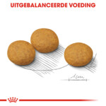 Royal Canin Dermacomfort Medium Hondenvoer 12 kg