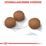 Royal Canin Digestive Care Medium Hondenvoer 12 kg
