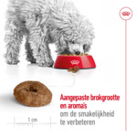 Royal Canin Mini Ageing Plus Hondenvoer 3.5 kg