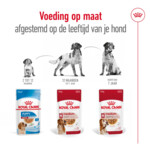 10x Royal Canin Medium Ageing 10+ Hondenvoer Nat 140 gr
