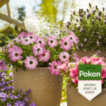 Pokon Plantenvoeding Terras & Balkon - 6.09 euro