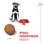Royal Canin Hondenvoer Droog Maxi Puppy 10 kg