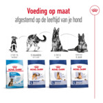 Royal Canin Hondenvoer Droog Maxi Ageing 8+ 3 kg