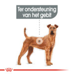 Royal Canin Hondenvoer Droog Dental Care Medium 3 kg