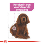 Royal Canin Hondenvoer Droog Relax Care Medium 3 kg