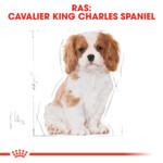 6x Royal Canin Hondenvoer Droog Cavalier King Charles Puppy 1,5 kg
