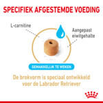 Royal Canin Hondenvoer Droog Labrador Retriever 5+ 3 kg