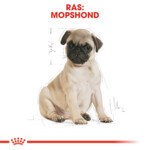 Royal Canin Hondenvoer Droog Pug Puppy 1,5 kg