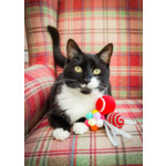 Rosewood Kattenspeelgoed Cupid & Comet Feestelijke Ballen Giftbox 8 stuks