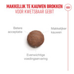 Royal Canin Kattenvoer Droog Ageing 15+ 4 kg