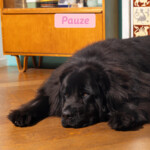 Edgard & Cooper Hondenvoer Droog Puppy Eend & Kip Medium 1 kg