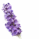 Kneipp Caring Huidolie Lavendel - 11.49 euro