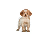 Royal Canin Medium Puppy Hondenvoer 15 kg