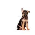 Royal Canin Hondenvoer Droog Maxi Puppy 15 kg