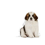 Royal Canin Giant Puppy Hondenvoer 15 kg