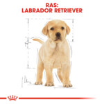 4x Royal Canin Hondenvoer Droog Labrador Retriever Puppy 3 kg