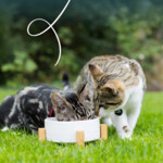 Yarrah Bio Kattenvoer Chunks Vis - 1.55 euro
