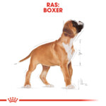 Royal Canin Hondenvoer Droog Boxer Puppy 3 kg