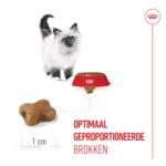 Royal Canin Kattenvoer Droog Kitten 10 kg