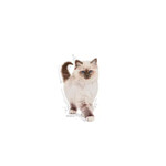 Royal Canin Kitten Kattenvoer 4 kg