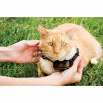 Petsafe Ondergrondse Omheining Kat PCF-1000-20 - 134.95 euro