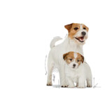 12x Royal Canin Mother & Baby Mousse Hondenvoer Nat 195 gr