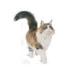 12x Royal Canin Instinctive 7+ Gravy Kattenvoer Nat 85 gr