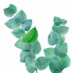 Kneipp Badschuim Refreshing Mint Eucalyptus - 10.25 euro
