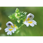 WELEDA Ogentroost Oogdruppels Ampullen - 16.55 euro