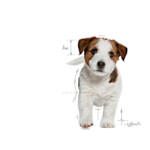 Royal Canin Puppy Hondenvoer Mini 4 kg