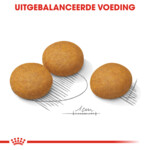 Royal Canin Hondenvoer Droog Dermacomfort Maxi 3 kg
