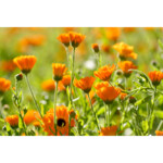 WELEDA Calendula Massageolie - 11.45 euro
