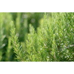 WELEDA Rozemarijn Voedende Haarolie - 10.49 euro
