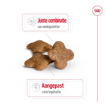 Royal Canin Mini Adult 8+ Hondenvoer 4 kg