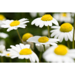 WELEDA Dermalotion - 8.24 euro