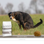 Sanimed Intestinal Hondenvoer 3 kg
