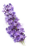 Kneipp Badbruistablet Lavendel - 1.89 euro