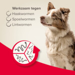 Beaphar All-in-one Ontworming Tabletten Hond 2,5 - 40 kg - 14.99 euro