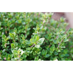 WELEDA Bio Tijmsiroop Bio - 8.99 euro