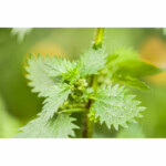 WELEDA Urtica Zalf/ Pommade - 8.61 euro