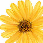 Kneipp Douche Arnica - 5.49 euro